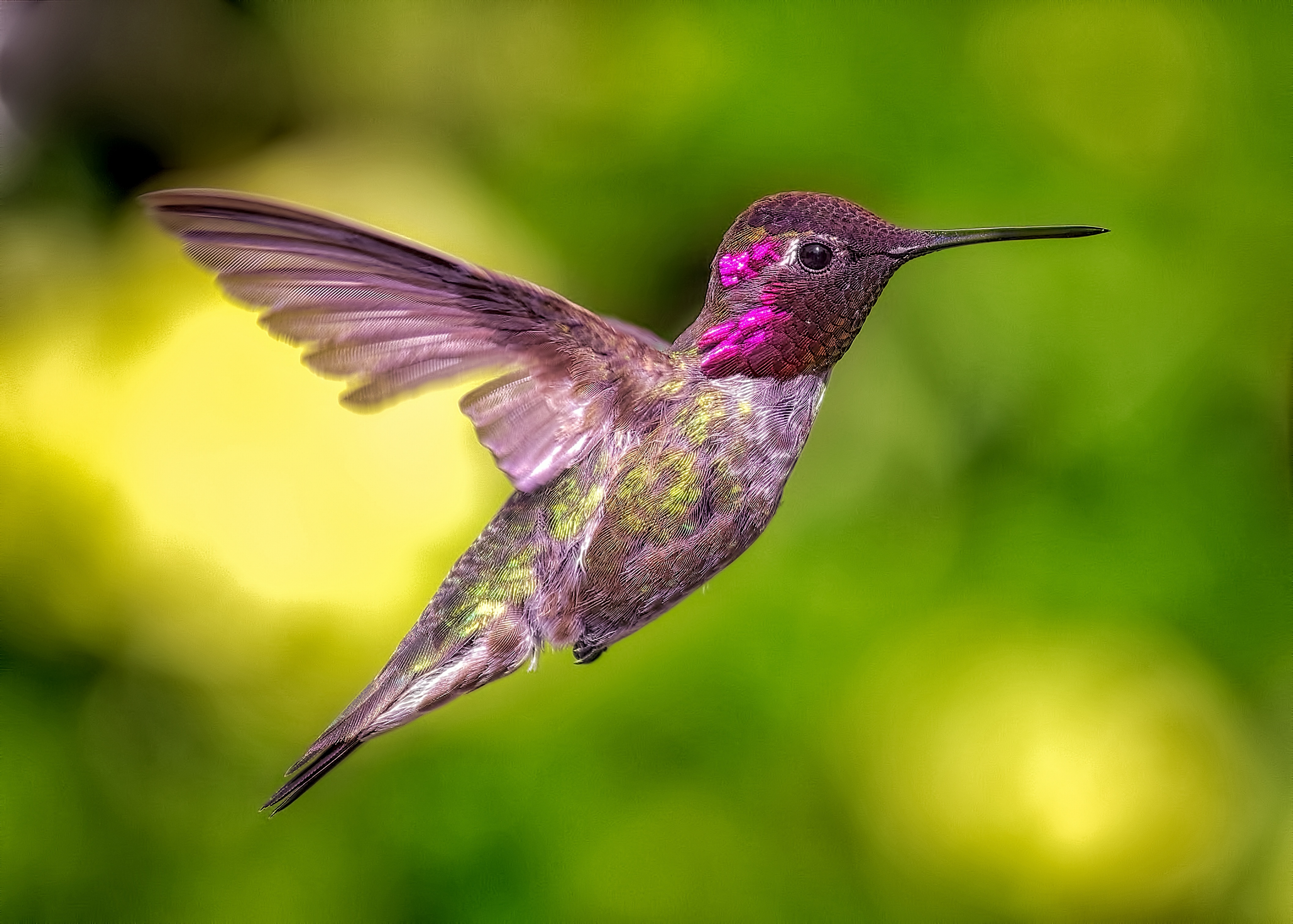 Purple Hummingbird